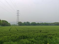 -长田漾湿地公园