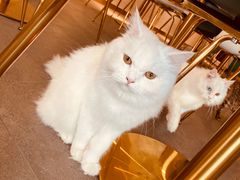 -飞行喵MR PILOT|猫舍·猫咖(静安大融城店)