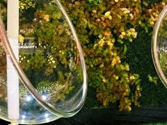 -青水瓦台汤泉(未央店)