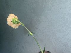 -望京辣宴·古法川菜(望京店)