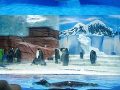 -海合安成都极地海洋公园