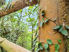 -上海佘山国家森林公园天马山园