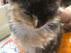 -藏猫猫咖啡主题馆(中央大道店)