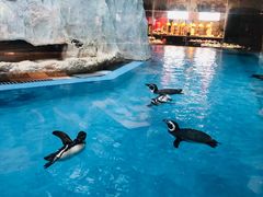 -帝企鹅自助餐厅•儿童岛•真企鹅(长隆企鹅酒店)