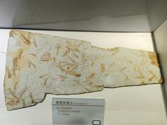 -中国第四纪冰川遗迹陈列馆