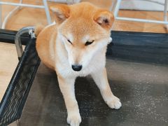 -南京Hallo宠物乐园·哈罗犬舍·柴犬繁育基地