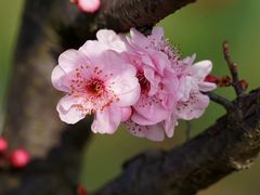 -高东镇樱花园