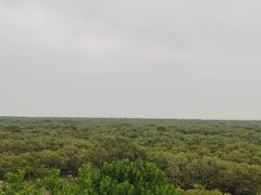 -北海金海湾红树林生态旅游区