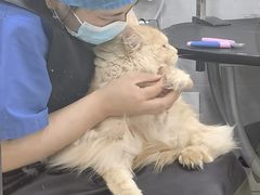 -宠福鑫康馨动物医院·骨科·眼科