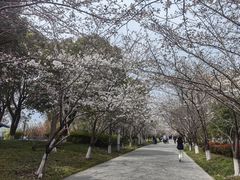 -高东镇樱花园