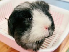 -藦茜花园宠物主题亲子互动体验馆(国顺东路店)