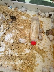 -萌宠亲子动物乐园(槐房万达店)