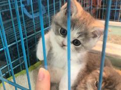 -万商花鸟市场