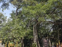 -瑞丽独树成林风景区