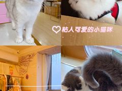 -Sweet cat·星愿猫咖(国贸大厦店)