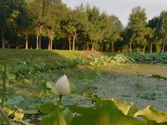 -东郊湿地公园