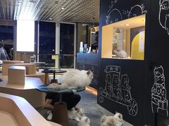 -瞄一喵猫咖(格力海岸店)