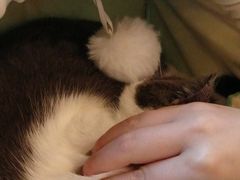 -遇见羊驼·奶狗咖·布偶猫咖·法斗柯基柴犬阿拉斯加(春熙路太古里IFS店)