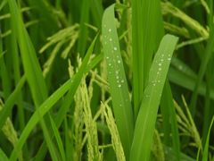 -光明小镇欢乐田园