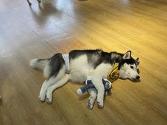 -Husky Go! 哈士奇体验馆·宠物咖啡厅狗咖