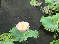 -荷塘月色湿地公园·向阳花洲