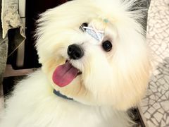 -momokira米努特·德文卷毛猫·棉花面纱犬