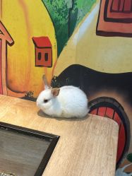 -神奇动物撸宠馆·羊驼·小浣熊·异宠(豫园店)