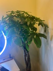 -D5季美容SPA