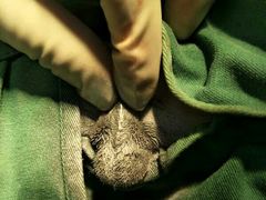 -菲丽丝宠物医院·24小时·猫科中心·免疫点(淮海分院)