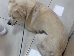 -北京观赏动物医院·24小时大型综合·猫专科·异宠专科