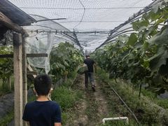 -马陆小张葡萄园农家乐