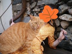 -喵屿·大理花园猫咖