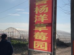 -喜杨洋草莓采摘园