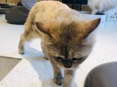-飞行喵MR PILOT|猫舍·猫咖(静安大融城店)