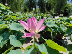 -莲花池公园