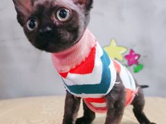 -十年猫舍·猫咪专门店(普陀店)