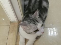 -瑞鹏宠物医院·骨科·猫科·内科(第一中心)