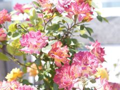 -望海·帆船主题咖啡厅•品茗下午茶(石湖景区店)