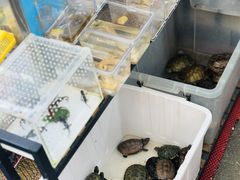 -溪岸路花鸟市场