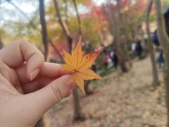 -秋霞圃
