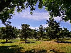 -糖糖冰粉(凤城三路总店)