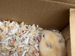 -钓仓鼠(洋桥北里小区店)