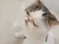 -共舞时光猫咖·狗咖(新街口店)