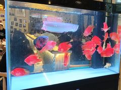 -五丁桥光头香辣蟹(望江橡树林店)
