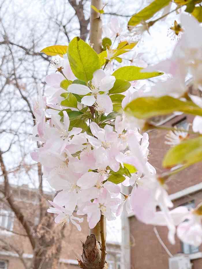 大理道小区-"晚去了一周,大理道茂盛的海棠花有些谢了.
