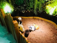 -藦茜花园宠物主题亲子互动体验馆(国顺东路店)