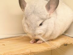 -龙猫仔乐园(惠福东路店)