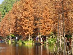 -重庆彩云湖湿地公园