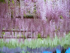 -嘉定紫藤园
