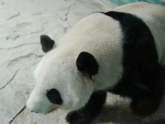 -灵玲国际马戏城